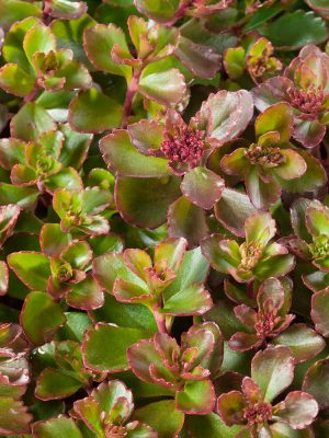 Sedum spurium 'Purpurteppich'