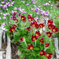 Pulsatilla vulgaris 'Rubra'