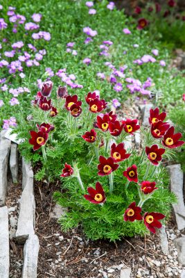 Pulsatilla vulgaris 'Rubra'