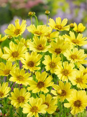 Coreopsis verticilata 'Buttermilk'