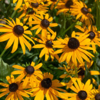 Rudbeckia sullivantii 'Goldsturm'