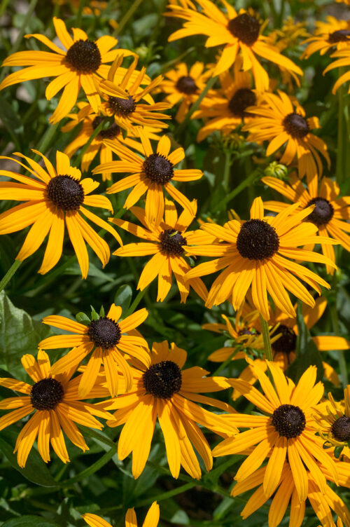 Rudbeckia sullivantii 'Goldsturm' - Image 1