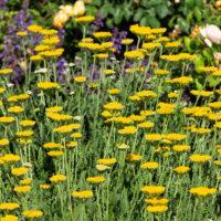 Achillea filipendulina 'Summer Gold'