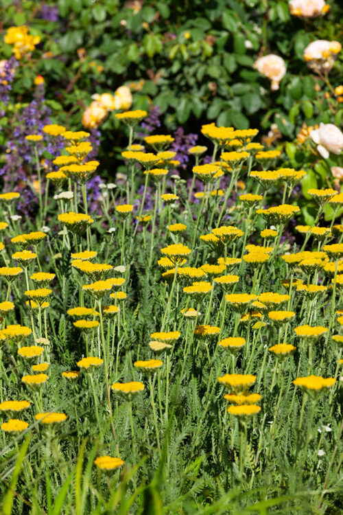 Achillea filipendulina 'Summer Gold' - Image 1