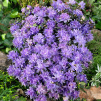 Rhododendron impeditum 'Azurika'