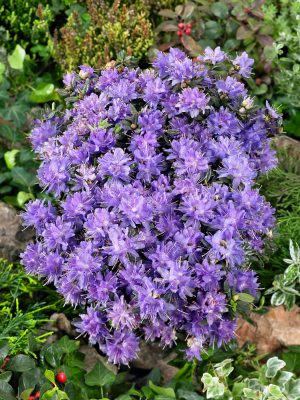 Rhododendron impeditum 'Azurika'
