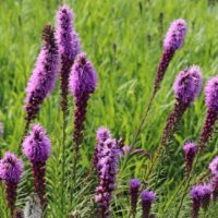 Liatris spicata 'Floristan Violet'