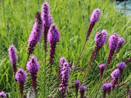 Liatris spicata 'Floristan Violet'