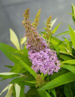 Buddleja davidii Butterfly Candy 'Little Lila'® - Obrázek 3