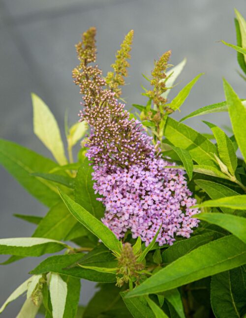 Buddleja davidii Butterfly Candy 'Little Lila'® - Obrázek 3