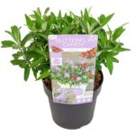 Buddleja davidii Butterfly Candy 'Little Lila'® - Obrázek 4