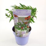 Buddleja davidii Butterfly Candy 'Little Lila'® - Obrázek 5