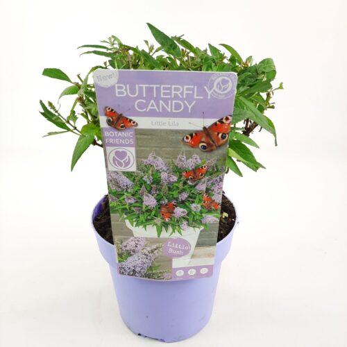 Buddleja davidii Butterfly Candy 'Little Lila'® - Obrázek 5