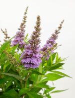 Buddleja davidii Butterfly Candy 'Little Lila'®