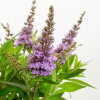 Buddleja davidii Butterfly Candy 'Little Lila'®