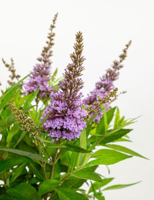 Buddleja davidii Butterfly Candy 'Little Lila'® - Obrázek 1
