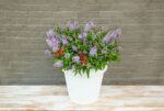 Buddleja davidii Butterfly Candy 'Little Lila'® - Obrázek 2