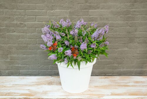 Buddleja davidii Butterfly Candy 'Little Lila'® - Obrázek 2