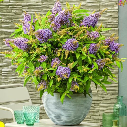 Buddleja davidii Butterfly Candy® ' Lila Little Sweetheart' - Obrázek 1