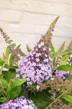 Buddleja davidii Butterfly Candy® ' Lila Little Sweetheart' - Obrázek 2