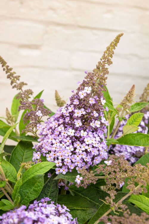 Buddleja davidii Butterfly Candy® ' Lila Little Sweetheart' - Obrázek 2
