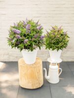 Buddleja davidii Butterfly Candy® ' Lila Little Sweetheart' - Obrázek 3