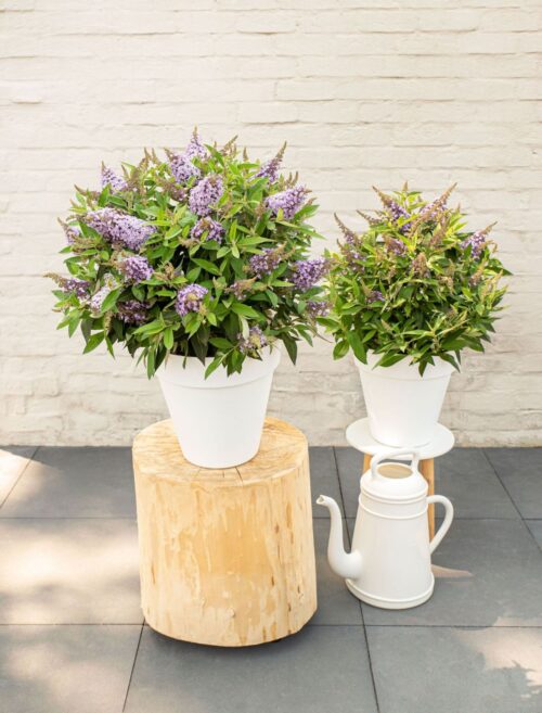 Buddleja davidii Butterfly Candy® ' Lila Little Sweetheart' - Obrázek 3