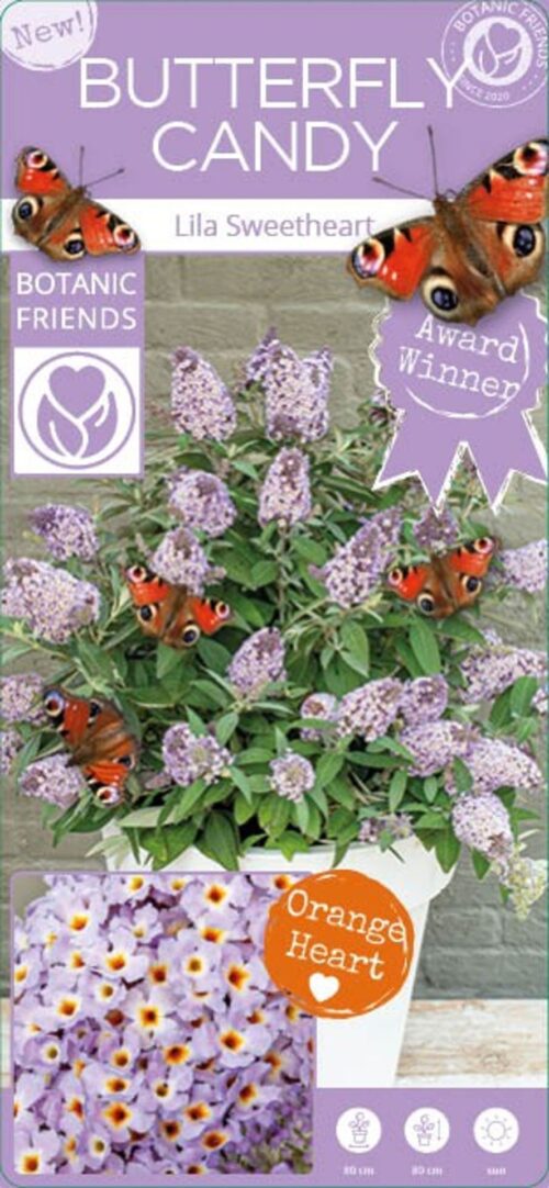 Buddleja davidii Butterfly Candy® ' Lila Little Sweetheart' - Obrázek 4