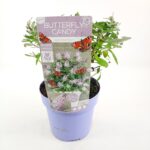 Buddleja davidii Butterfly Candy® ' Lila Little Sweetheart' - Obrázek 5