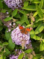 Buddleja davidii Butterfly Candy® ' Lila Little Sweetheart' - Obrázek 6