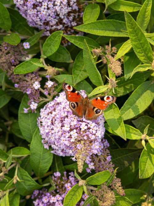 Buddleja davidii Butterfly Candy® ' Lila Little Sweetheart' - Obrázek 6