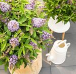 Buddleja davidii Butterfly Candy® ' Lila Little Sweetheart' - Obrázek 7