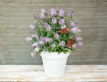 Buddleja davidii Butterfly Candy® ' Lila Little Sweetheart' - Obrázek 8