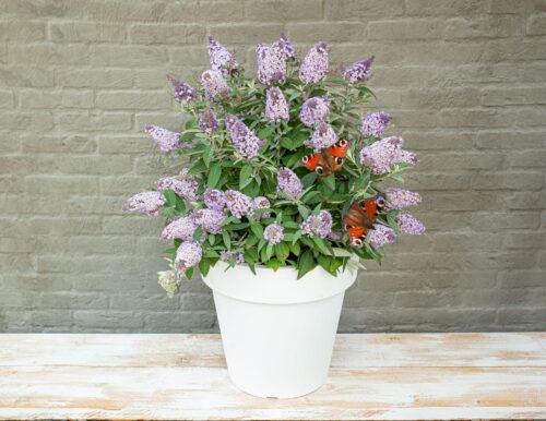 Buddleja davidii Butterfly Candy® ' Lila Little Sweetheart' - Obrázek 8