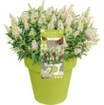 Buddleja davidii Butterfly Candy ® 'Little White' - Obrázek 2