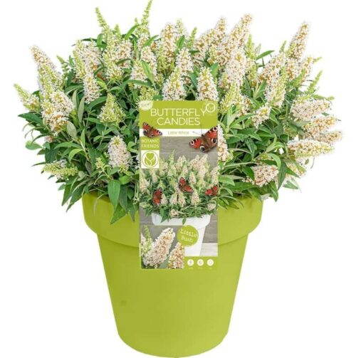 Buddleja davidii Butterfly Candy ® 'Little White' - Obrázek 2