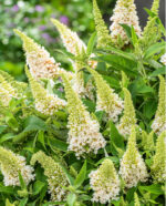 Buddleja davidii Butterfly Candy ® 'Little White'