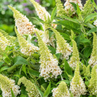 Buddleja davidii Butterfly Candy ® 'Little White'
