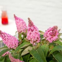 Buddleja davidii Butterfly Candy ® 'Little Pink'