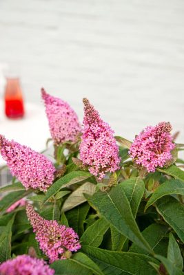 Buddleja davidii Butterfly Candy ® 'Little Pink'