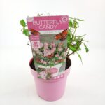 Buddleja davidii Butterfly Candy ® 'Little Pink' - Obrázek 2