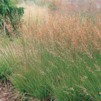 Molinia caerulea 'Moorhexe'