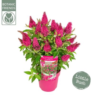 Buddleja davidii Butterfly Candy ® 'Little Ruby'