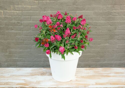 Buddleja davidii Butterfly Candy ® 'Little Ruby' - Obrázek 2