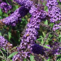 Buddleja davidii 'Summer Kids' - Bruno-modrá