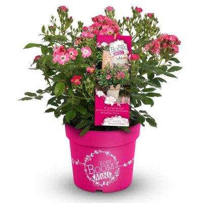 Rosa 'Rosy Boom'®Mini