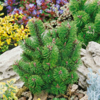 Pinus mugo 'Mumpitz'