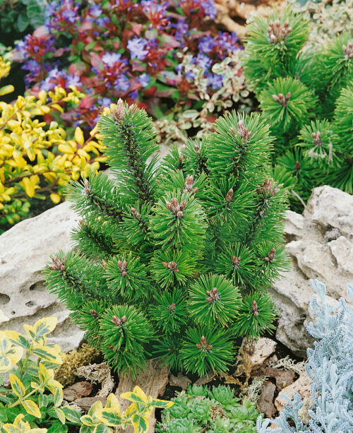 Pinus mugo 'Mumpitz' - Obrázek 1