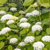 Hydrangea arborescens 'Strong Annabelle'® - C3L 30-40 CM