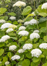 Hydrangea arborescens 'Strong Annabelle'®